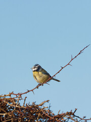 A Eurasian Blue tit (Cyanistes caeruleus) perched on thorny hedge