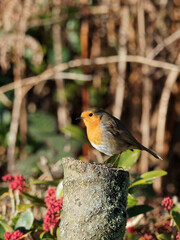 A European Robin (Erithacus rubecula) looking for food in a rural garden