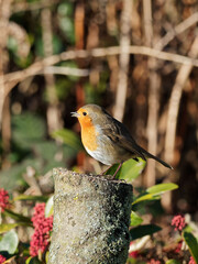 A European Robin (Erithacus rubecula) looking for food in a rural garden