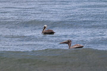 pelicans in water