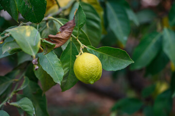  Lemon on tree. lemon tree.