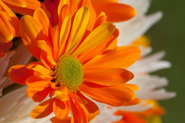 orange flowers brighten the day