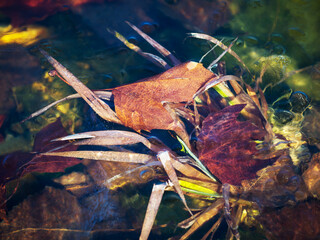Autumnal leaf is half frozen in the ice on a lake