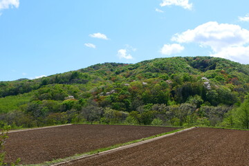 新緑の季節。一関、岩手、日本。５月上旬。