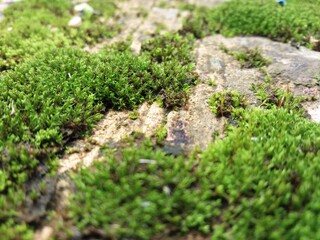 
green moss growing on the floor