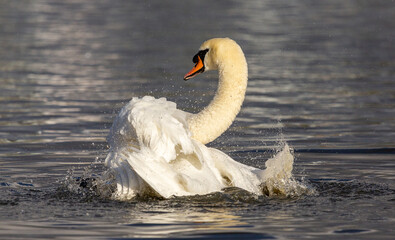 mute swan cleaning its feathers on a pond 