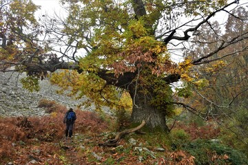 castañar de calabazas, castañar de ibor, extremadura, españa