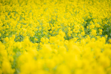 早春の伊良湖の菜の花畑