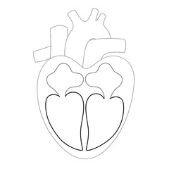 A Heart. Black and white medical illustration of the cut heart with atriums and ventricles and blood vessels. Isolated vector linear medicine illustration