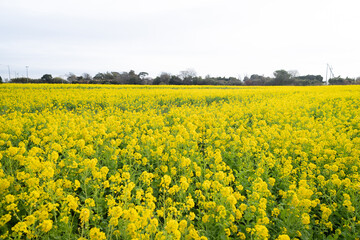 Obraz premium 早春の伊良湖の菜の花畑