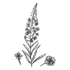 Hand-drawn vector image of medicinal plant ivan-tea. Black outlines of  Chamaenerion angustifolium isolated on a white background. Used in traditional medicine.