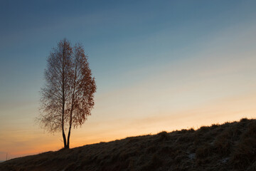 lonely tree by the road at dawn