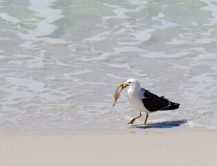 Kelpmeeuw, Kelp Gull, Larus dominicanus