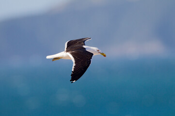 Kelpmeeuw, Kelp Gull, Larus dominicanus