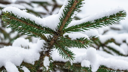 Green spruce branches covered with snow. Snowy winter. Snow covered trees. New Year's and Christmas. Close-up