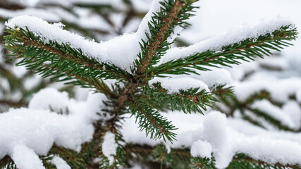 Naklejka na ściany i meble Green spruce branches covered with snow. Snowy winter. Snow covered trees. New Year's and Christmas. Close-up
