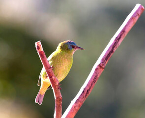 Blauwe Pitpit, Blue Dacnis, Dacnis cayana