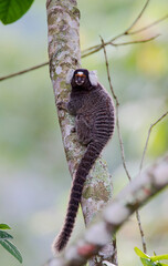 Gewoon Penseelaapje, Common marmoset, Callithrix jacchus
