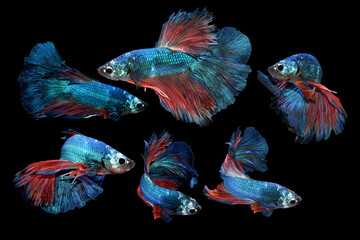 Collage Betta, Various Color size and Gender Cupang, Siamese Fighting, Red Blue, Half Moon
