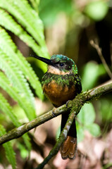 Roodstaart-glansvogel, Rufous-tailed Jacamar, Galbula ruficauda