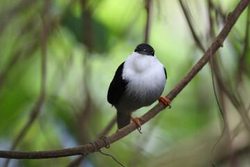 Goulds Manakin, White-bearded Manakin, Manacus manacus