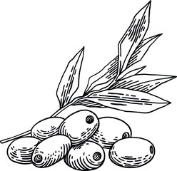 Olive branches isolated on white background, leaves, olives, vector hand drawn illustration