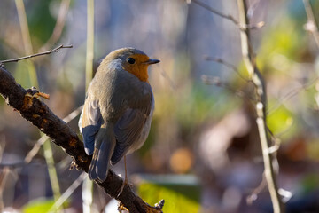A robin songbird looking for food in winter.