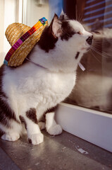 Portrait of a cat in a straw hat