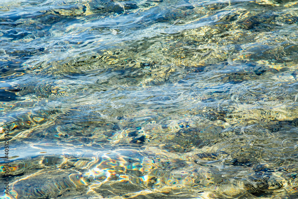 Wall mural fish on the surface of the water in the sea, defocused water background.