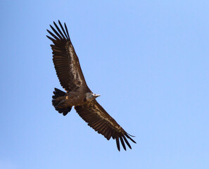 Fototapeta premium Vale Gier, Griffon Vulture, Gyps fulvus