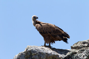 Vale Gier, Griffon Vulture, Gyps fulvus