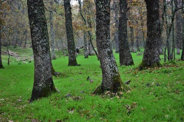 otoño en un robledal, extremadura, españa