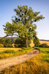 Countryside with tree with mistletoe, fields and meadows.