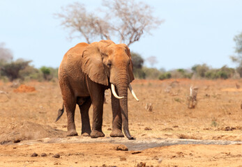 Fototapeta na wymiar Afrikaanse Olifant, African Elephant, Loxodonta africana