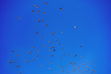 Many pidgeon birds on blue sky.