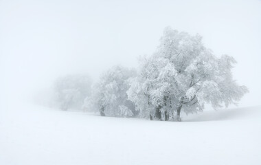 Winter im Schwarzwald - 405130174