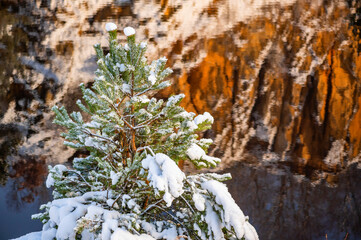 Snowy pine tree on rippled water surface and orange color rocks in abandoned quarry .
