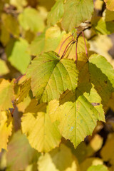 Autumn leaves on the sun. Fall blurred background.