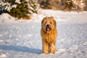 Standing dog briard on snow near forest in sunny winter day.