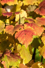 Autumn leaves on the sun. Fall blurred background.