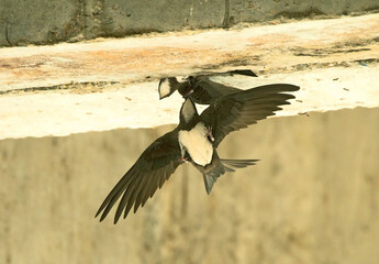 Alpengierzwaluw, Alpine Swift, Tachymarptis melba