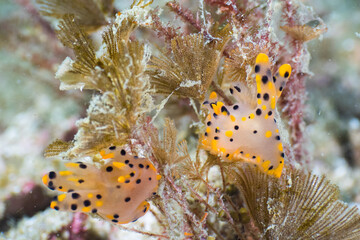 Thecacera sp (pikachu) nudibranch on bryozoans (Mergui archipelago, Myanmar)