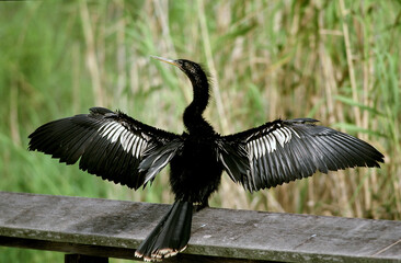 Naklejka premium Anhinga, Amerikaanse Slangenhalsvogel, Anhinga anhinga