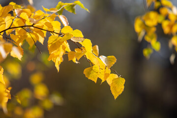 Autumn leaves on the sun. Fall blurred background.