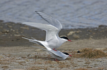 Arctic Tern, Noordse Stern, Sterna paradisaea