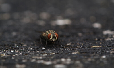 close up of a fly