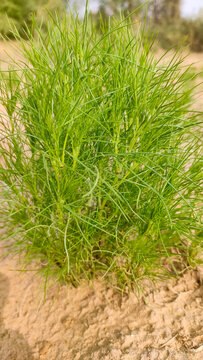 Small plant of cumin crop