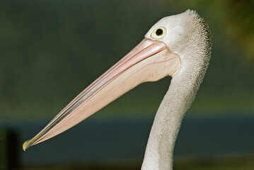 Australian Pelican, Brilpelikaan, Pelecanus conspicillatus