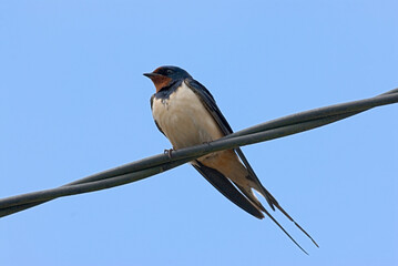 Barn Swallow, Boerenzwaluw, Hirundo rustica