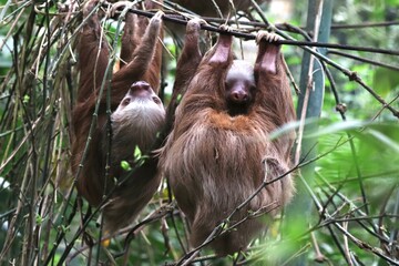 sloth